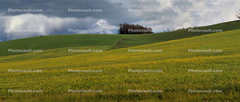 Yellow Fields, hills