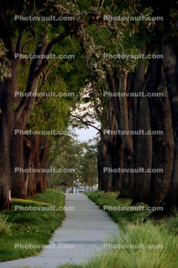 Tree Lined Walkway, Path