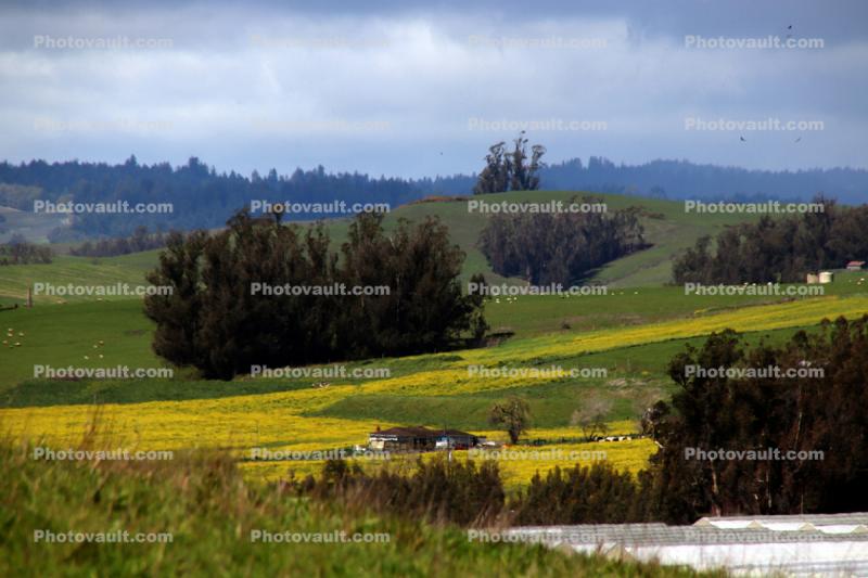 Bloomfield, Sonoma County, Trees, Yellow Flower Fields