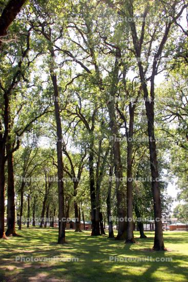 Recreation Grove Park, trees, shadow