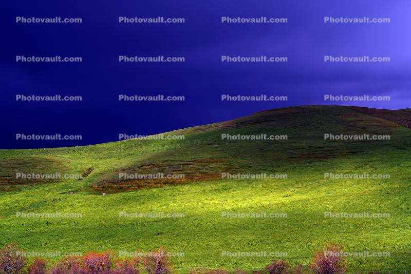 Sun Speckled Hill, hillside, trees, Vortex Mountain