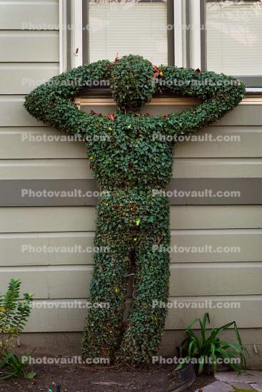 Peeping Tom, Man Peers Through Window shrub, plant, sculpture, Home, House, building, neighborhood