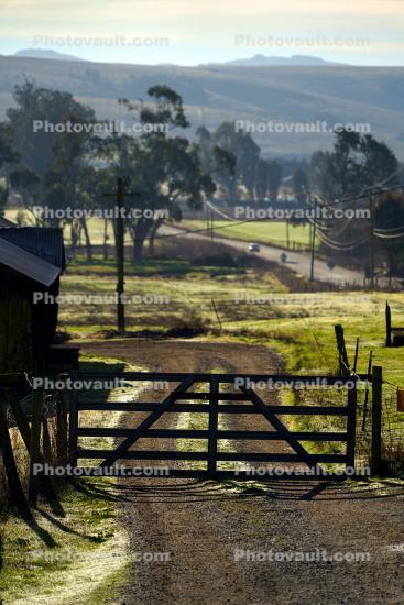Early Morning at Gate, Dirt Road, trees