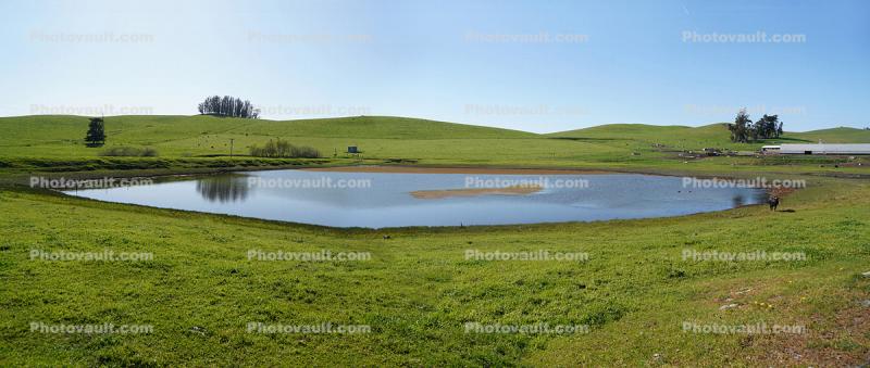 Pond Serenity, hills, Marin County