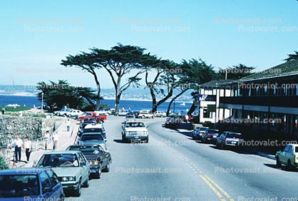 Cypress trees, Cars, automobile, vehicles, Shore, Shorline