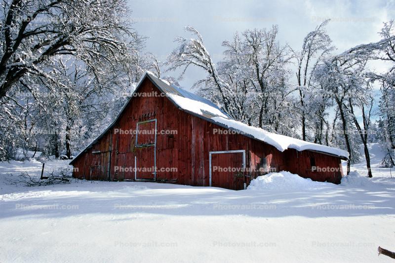 Red Barn in the Snow, Trees, Ice, Cold, Frozen, Icy, Winter, Mariposa County
