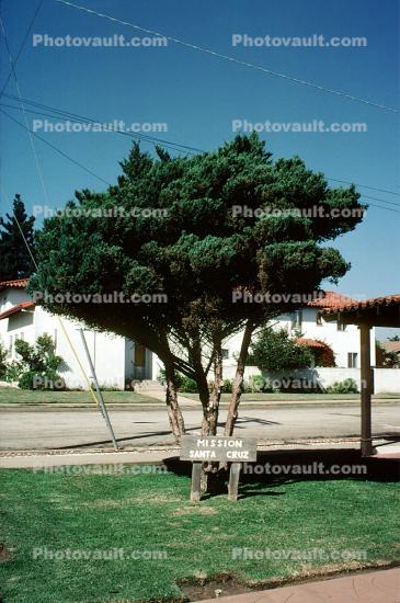 Mission Santa Cruz, tree