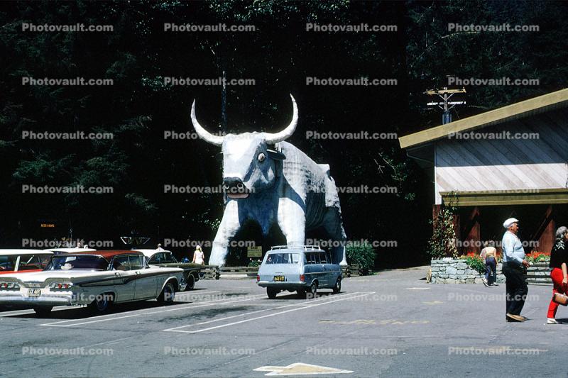 Babe, cars, Ford Mercury, Oxen, horns, 1950s