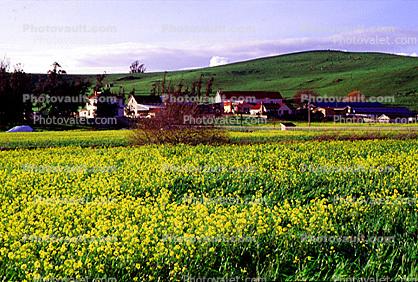 Yellow Flower Fields, Houses, Buildings