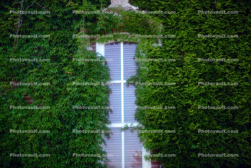 Ivy, window