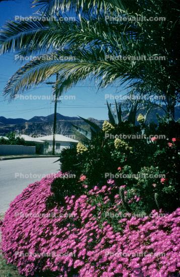 Flowers, suburbia, palm tree
