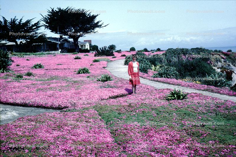 Pacific Grove, Monterey Bay, June 1967, 1960s