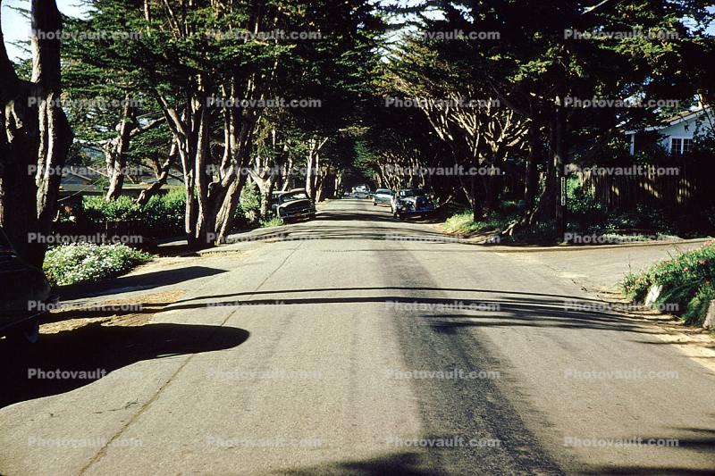 Road, Street, Tree tunnel, 1950s