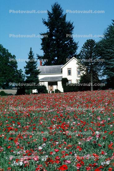 flower fields, home, house, building