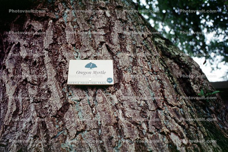 Oregon Myrtle tree, Myrtle Point