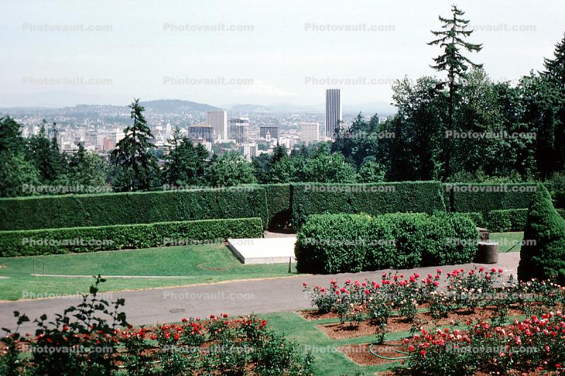 Rose Garden, Trimmed Bushes, Portland skyline