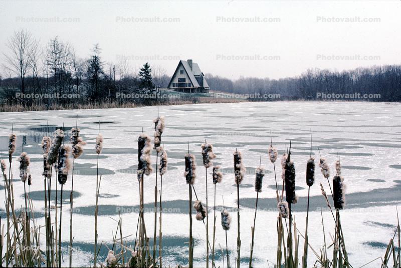 Pussy Willows, Reeds, Ice Pond, snow, cold, Frozen, Icy, Winter, A-Frame House, home, lake