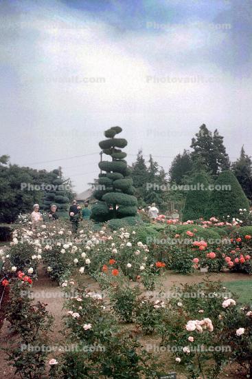 Garden, Roses, Seattle, June 1969, 1960s