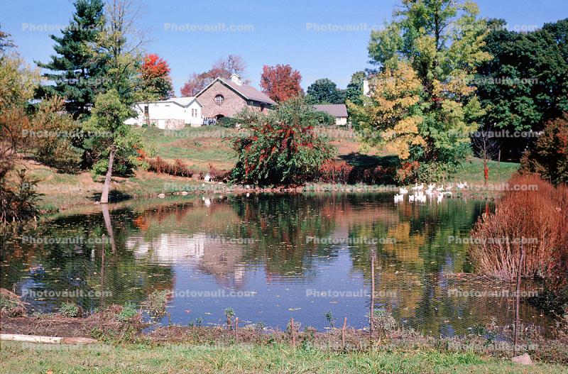 Fall Colors, Autumn, Trees, Vegetation, Flora, Plants, Colorful, Lake, Reflection