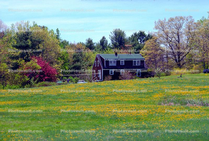 Home, House, Flower Field, trees, building