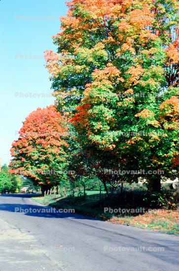 Fall Colors, tree, autumn