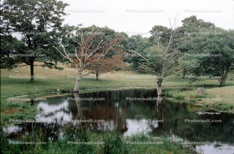 River, trees, pond, Martha's Vineyard, Massachusetts