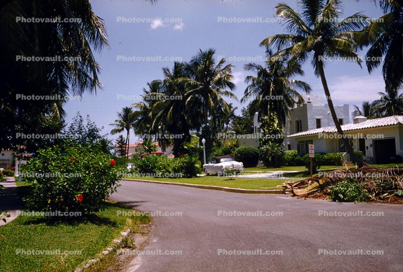 Street, Home, House, Palm trees, lawn, 1950s