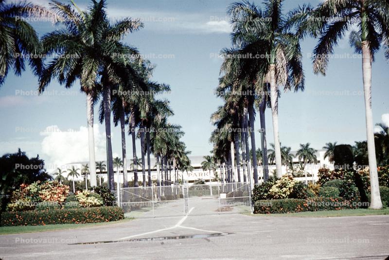 tree lined road, street, Blvd, boulevard, palm trees