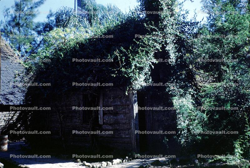 Ivy Covered Log Cabin, Fountain of Youth, Saint Augistine, 31 May 2003