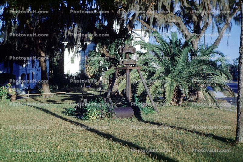 lawn, garden, palm tree