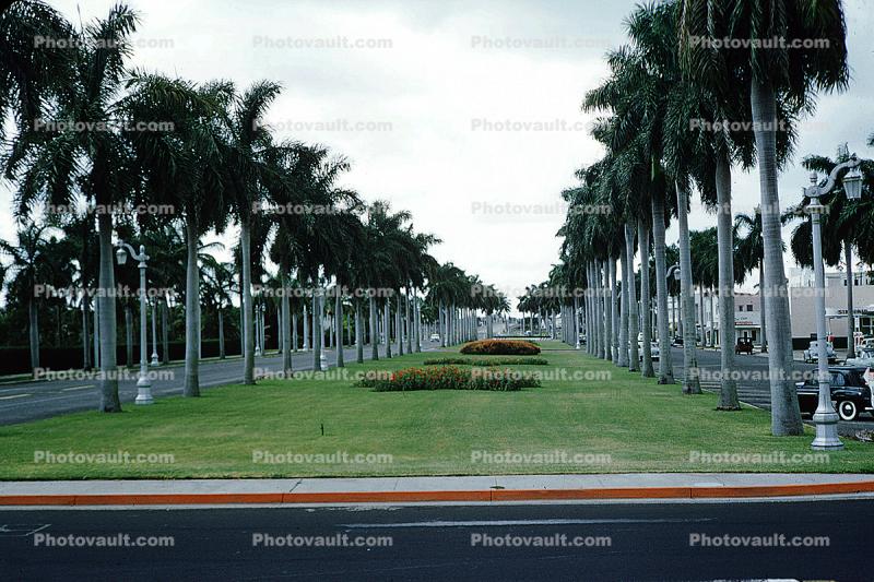 Palm Trees, 1950s, Palm Beach, 1954