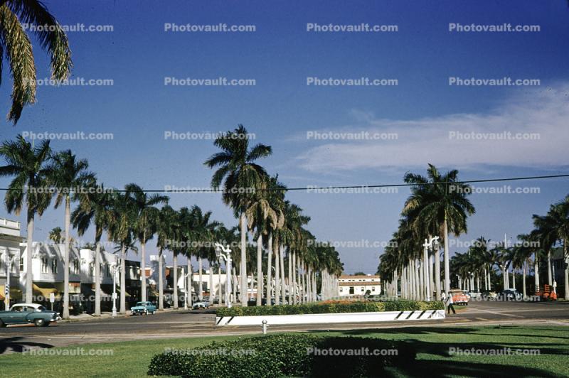 Palm Trees, cars, Palm Beach, 1954, 1950s