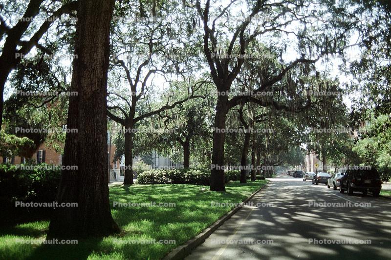 Park, shadow, trees, sidewalk, Historic Savannah