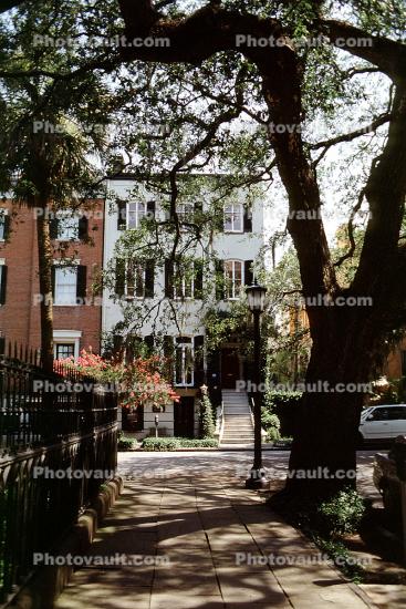 Building, Trees, Ivy, Historic Savannah