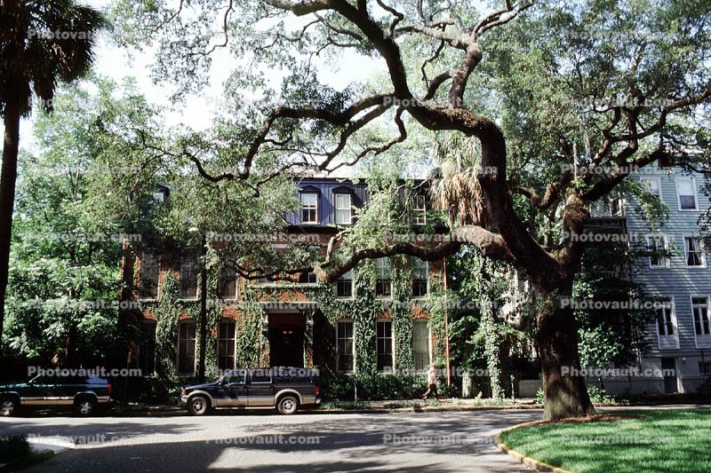 Building, Trees, Ivy, Historic Savannah