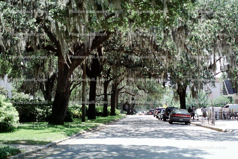 hanging moss, trees, street, Historic Savannah