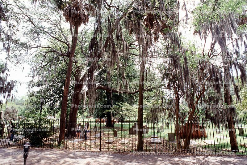 Park, Trees, hanging moss, Historic Savannah