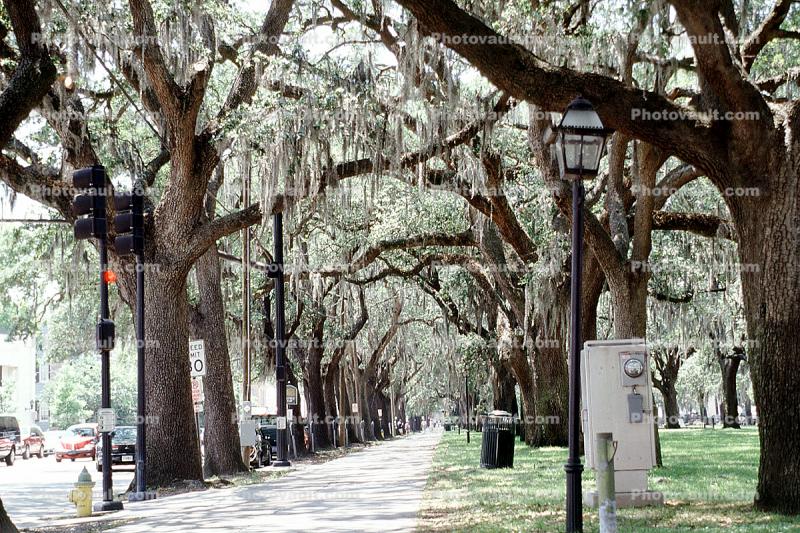 Hanging Moss, Trees, Sidewalk, park, Historic Savannah