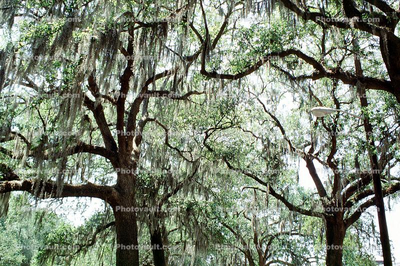 Hanging Moss, Trees, Historic Savannah