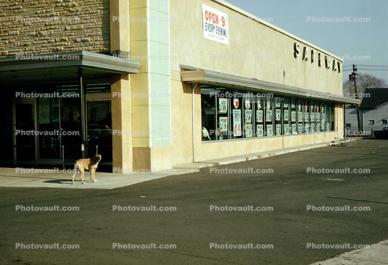 Dog Waits, Safeway Store, 1950s