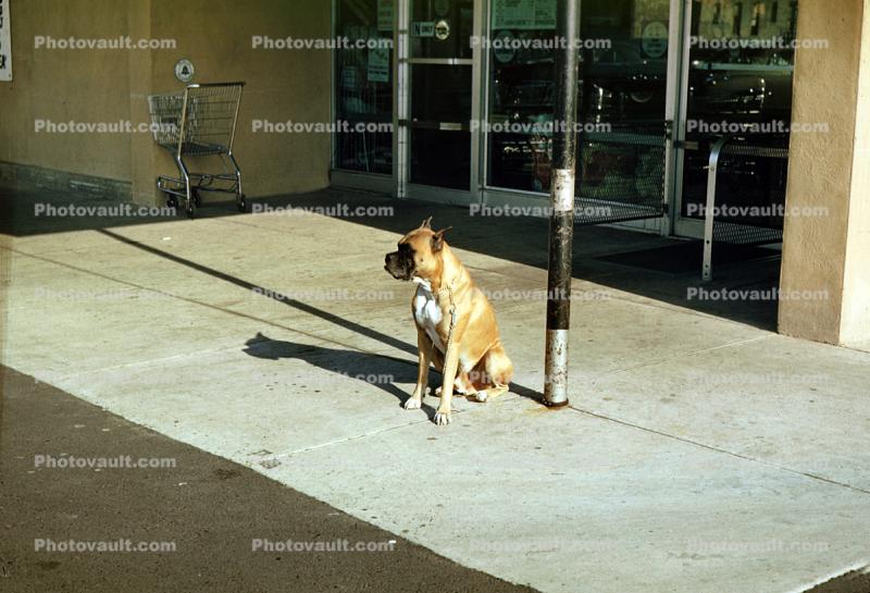 Dog Sits and Waits, Safeway Store, 1950s