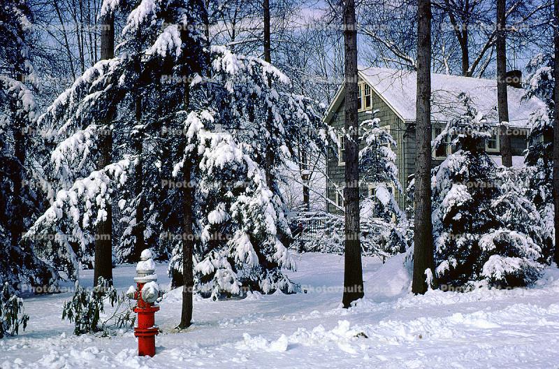 Winter Snow, trees, home, house, Fire Hydrant, Tranquility