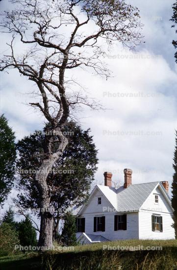 tree, house, home, exterior, Building, domestic, domicile, residency, housing