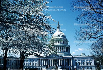 United States Capitol, Cherry Blossom Trees