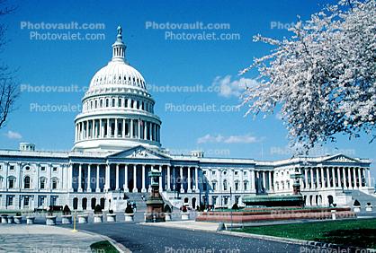 United States Capitol, Cherry Blossom Festival
