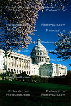 Cherry Blossom Tree, United States Capitol