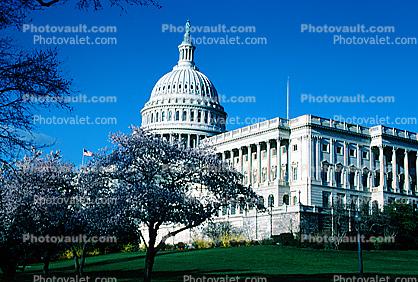 Cherry Blossom Tree, United States Capitol