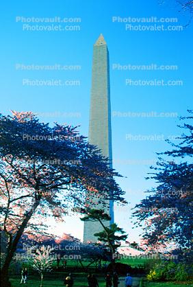 Cherry Blossom Trees, Washington Monument