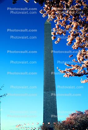 Cherry Blossom Trees, Washington Monument