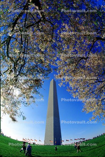 Washington Monument, Cherry Blossom Trees